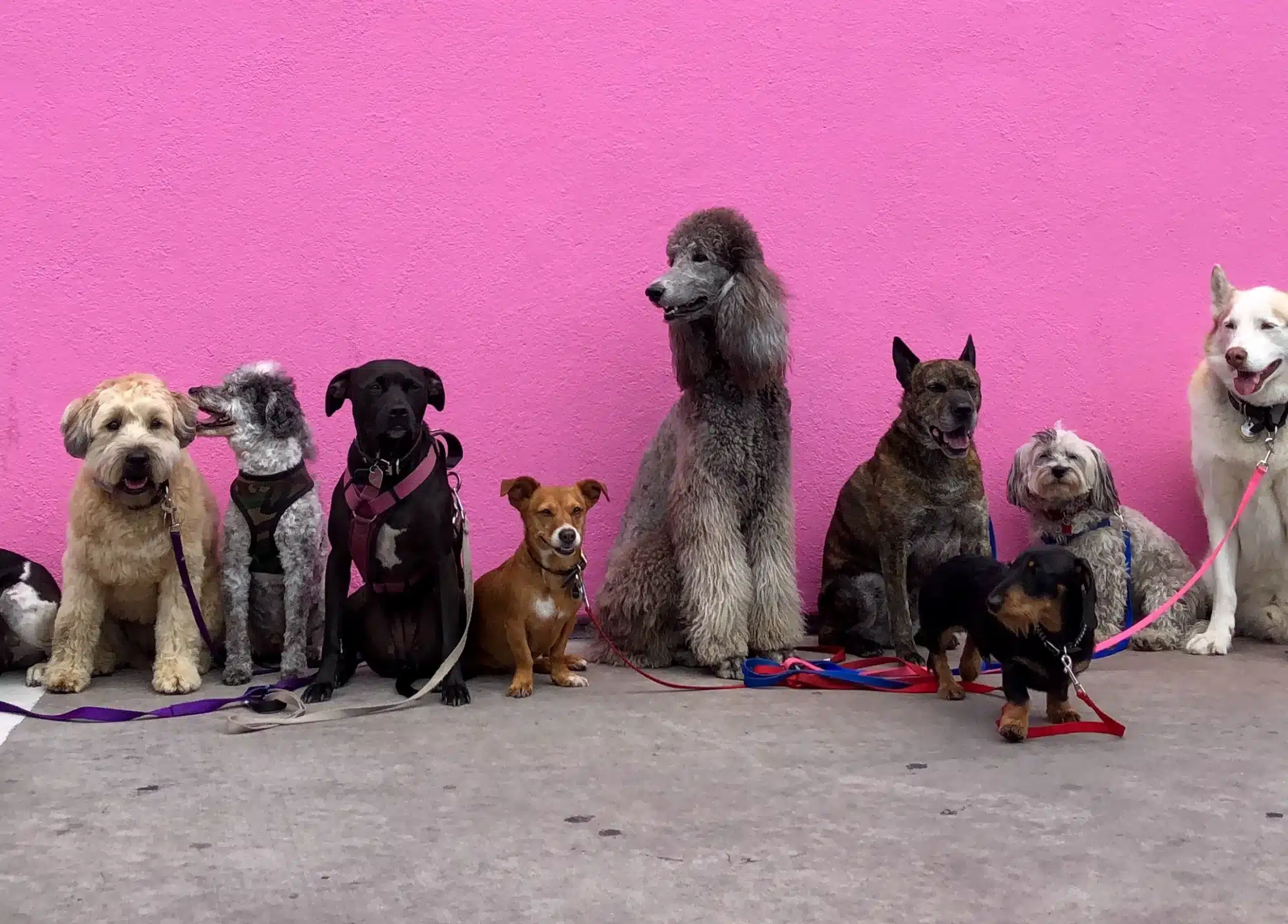 Lots of dogs